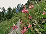 99 Bei fiori al termine della nostra bella escursione